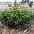 Сосна горная March Bonsai