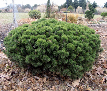 Сосна горная March Bonsai