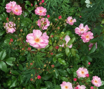 Роза полиантовая Lavender Meidiland (Meilland)