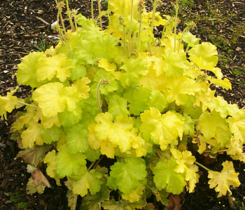 Гейхера Lemon Love