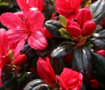 Азалия японская Maruschka