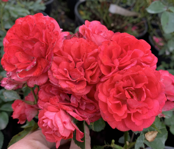 Роза почвопокровная Coral Drift (Meilland)