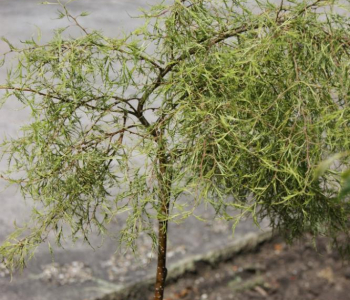 Береза повислая Karaca