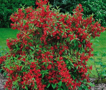 Вейгела Cherry Love