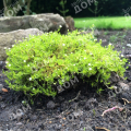 Мшанка шиловидная Lime Moss