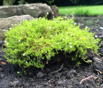 Мшанка шиловидная Lime Moss