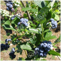 Голубика садовая Bon Bon Berry Blue Suede