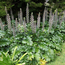 Акант мягкий Latifolius