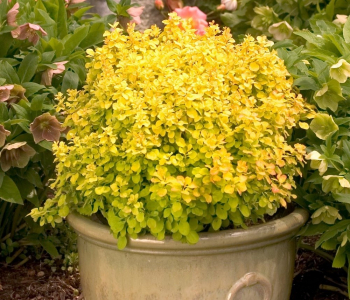 Барбарис Тунберга Golden Nugget