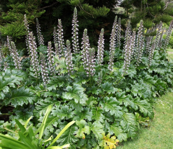 Акант мягкий Latifolius