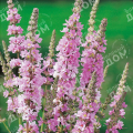 Дербенник иволистный Pink Blush