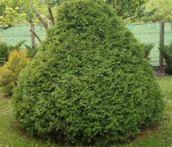 Туя западная Recurvata Nana