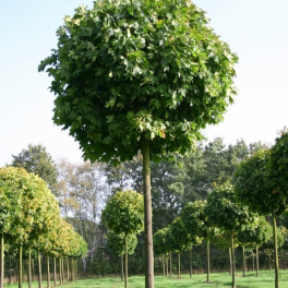 Липа мелколистная Green Globe Шар