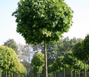 Липа мелколистная Green Globe Шар