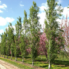 Береза повислая Fastigiata