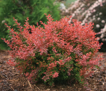 Барбарис тунберга Coral