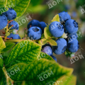 Голубика садовая Blue Suede