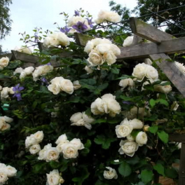 Роза плетистая Uetersener Klosterrose (TANTAU)
