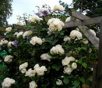 Роза плетистая Uetersener Klosterrose (TANTAU)