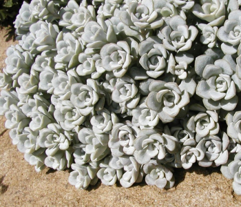 Очиток лопатчатолистный Cape Blanco