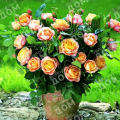 Роза миниатюрная Baby Romantica (Meilland)