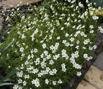 Камнеломка Арендса Carpet White