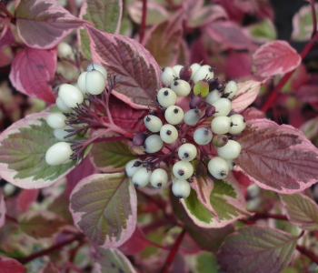 Дерен белый Sibirica Variegata