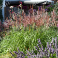 Мискантус китайский Red Chief