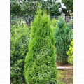 Туя западная Smaragd Threebol