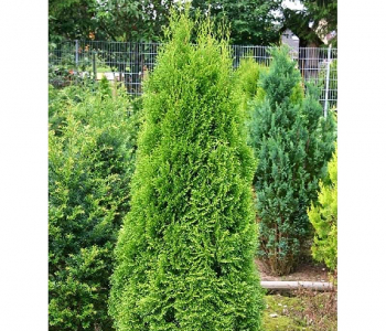 Туя западная Smaragd Threebol