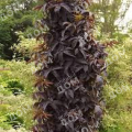 Бузина черная Black Tower