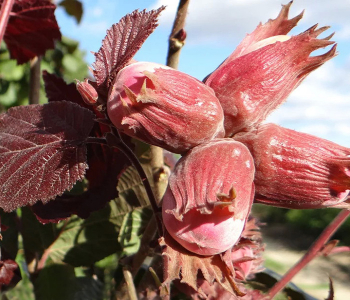 Лещина обыкновенная Ивантеевский Пурпурный