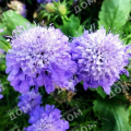Скабиоза японская Blue Note
