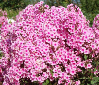 Флокс метельчатый Miss Pepper