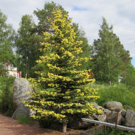 Ель колючая Maigold