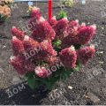 Гортензия метельчатая Red Velvet