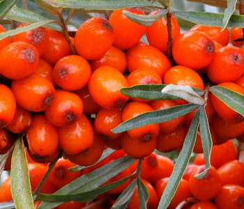 Облепиха 535