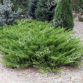 Можжевельник казацкий Arcadia