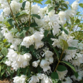 Чубушник Snowbelle