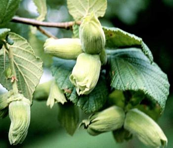 Лещина обыкновенная Сахарный