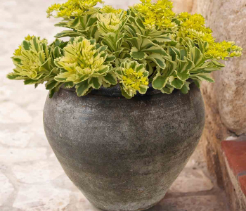 Очиток такесимский Atlantis