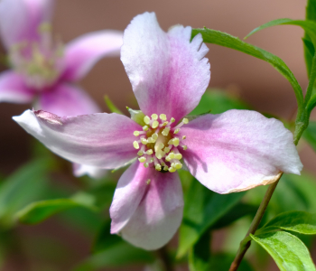 Чубушник Petite Perfume Pink