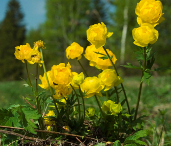 Купальница европейская