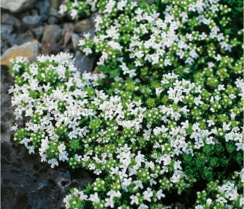 Тимьян ранний Albiflorus