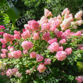 Гортензия метельчатая Touch of Pink
