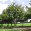 Боярышник сливолистный Prunifolia Splendens