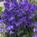 Колокольчик скученный Bellefleur Blue