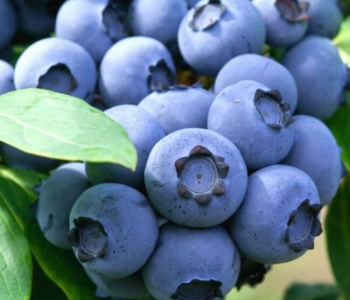 Голубика садовая Denise Blue