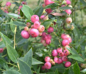 Голубика узколистная Pink Breeze
