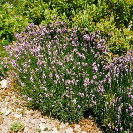 Лаванда узколистная Rosea